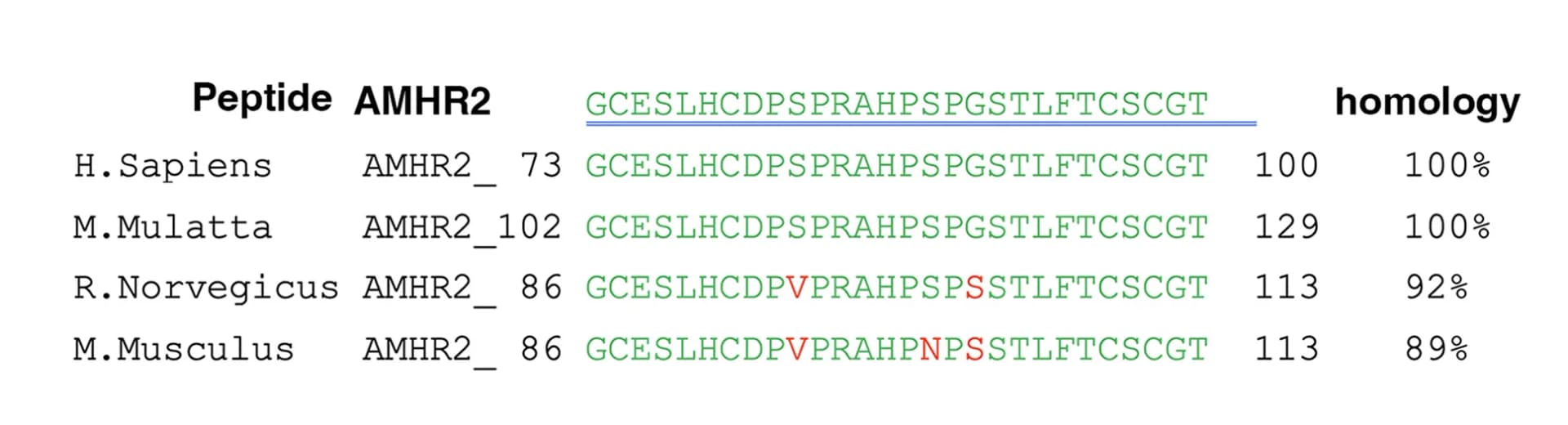 Open access visualization of Table Image, AMHR2 N-Terminal Peptide, Sequence Homology