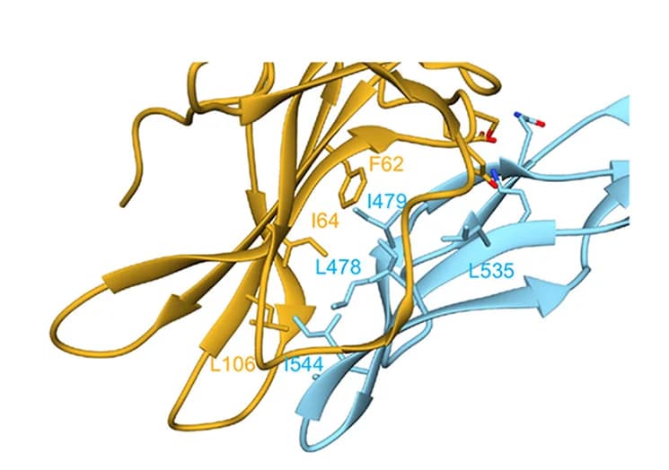 Open access visualization of Protein Structure, AMH-AMHR2 Interaction, Hydrophobic Contacts, Human Complex, Murine Complex