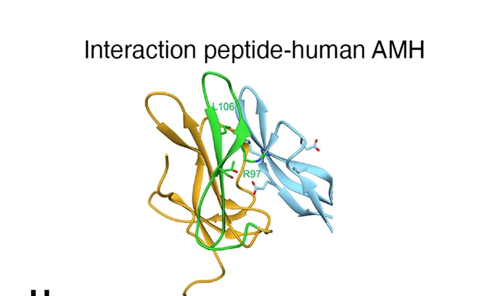 Open access visualization of Protein Structure, AMHR2 Peptide Interaction, Antibody Production, Human AMH