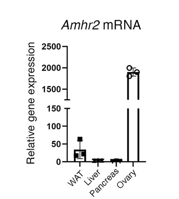 Open access visualization of Bar Plot, Error Bars, Amhr2 mRNA Expression, Tissues, Female Mice