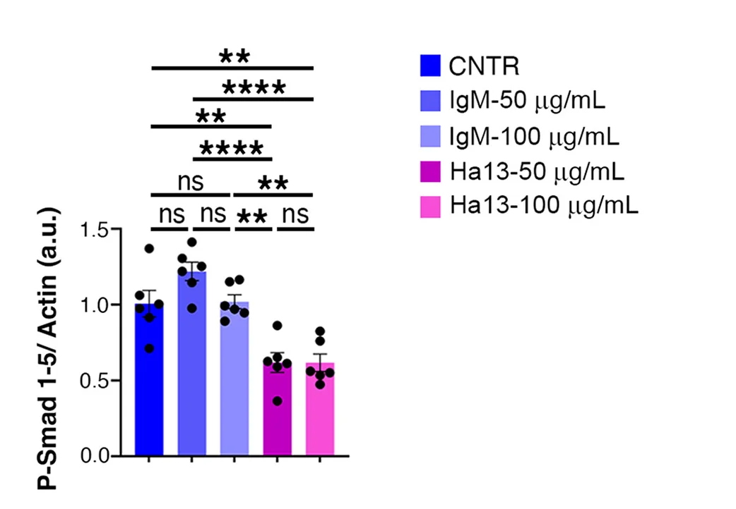 Open access visualization of Bar Plot, Error Bars, Quantification, P-Smad-1-5, Beta-Actin