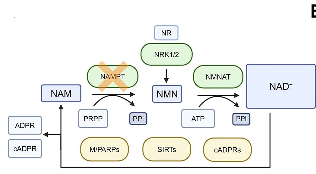 Open access visualization of Pathway, NAMPT, NAD+ Biosynthesis Pathway
