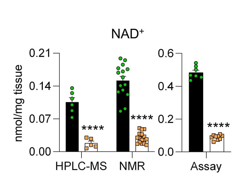 Open access visualization of Bar Plot, Scatter Plot, Error Bars, NAD+, Gastrocnemius Muscle