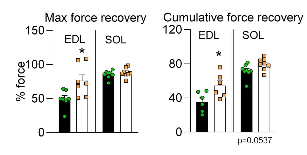 Open access visualization of Bar Plot, Error Bars, Scatter Plot, Muscle Contraction, Recovery