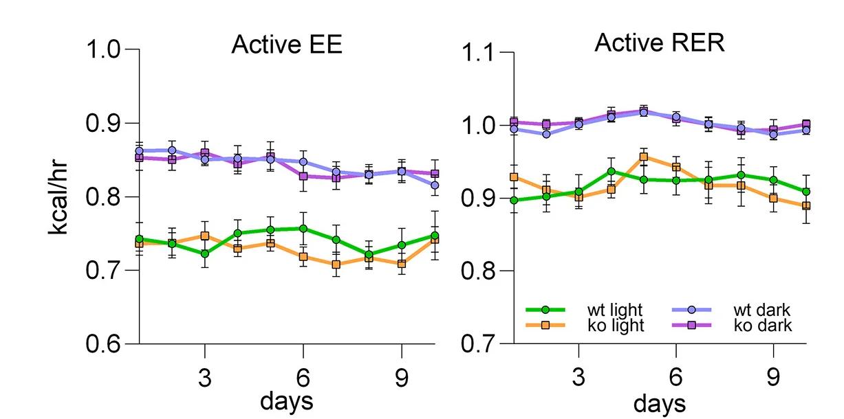 Open access visualization of Line Plot, Error Bars, Energy Expenditure, Respiratory Exchange Ratio, Ambulatory Activity