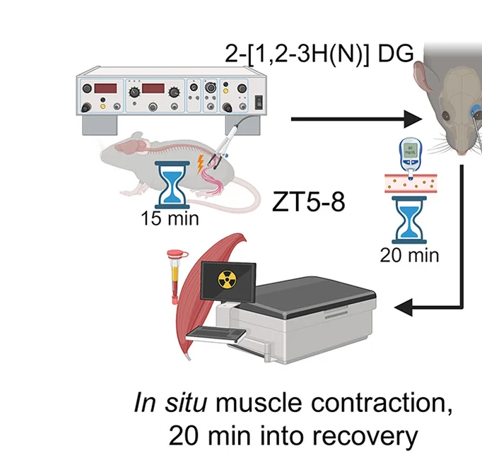 Open access visualization of Workflow, Illustration, In Situ Muscle, EDL Muscle, TA Muscle