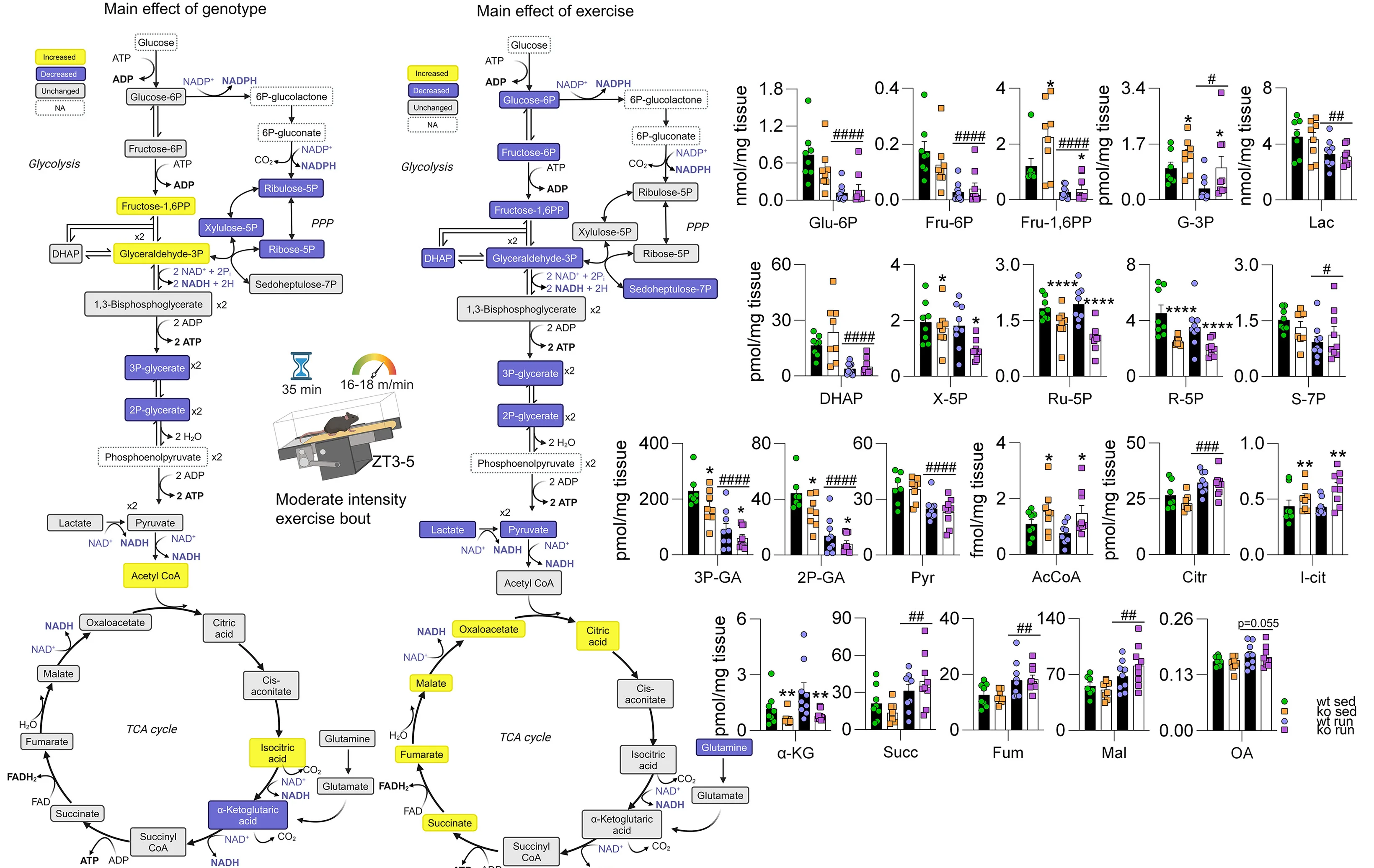 Open access visualization of Bar Plot, Pathway, Illustration, Error Bars, Glycolysis
