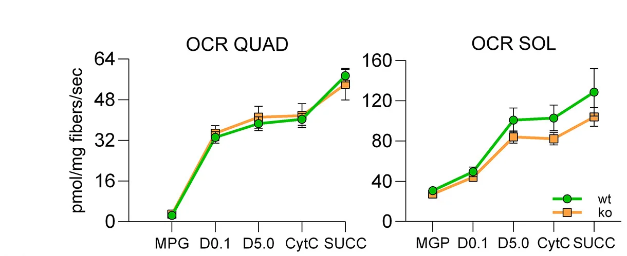 Open access visualization of Line Plot, Error Bars, Oxygen Consumption Rate, ADP, Muscle