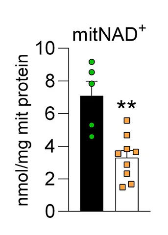 Open access visualization of Bar Plot, Error Bars, Scatter Plot, NAD+, Mitochondria