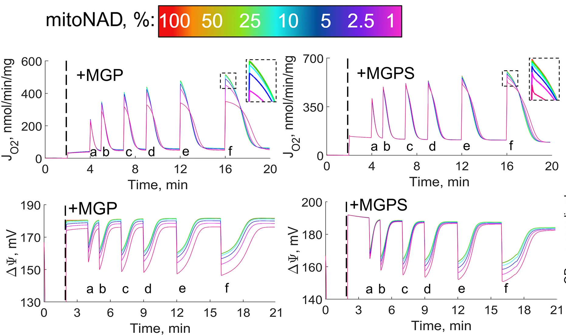 Open access visualization of Line Plot, Oxygen Consumption Rate, Inner Mitochondrial Membrane Potential, Mitochondrial NAD, ADP