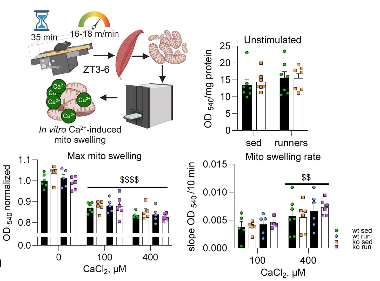 Open access visualization of Bar Plot, Error Bars, Scatter Plot, Mitochondria, Calcium