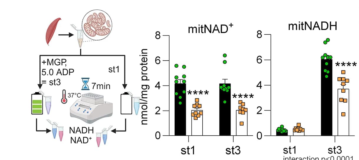 Open access visualization of Bar Plot, Error Bars, NAD, Mitochondria, Respiratory Substrates