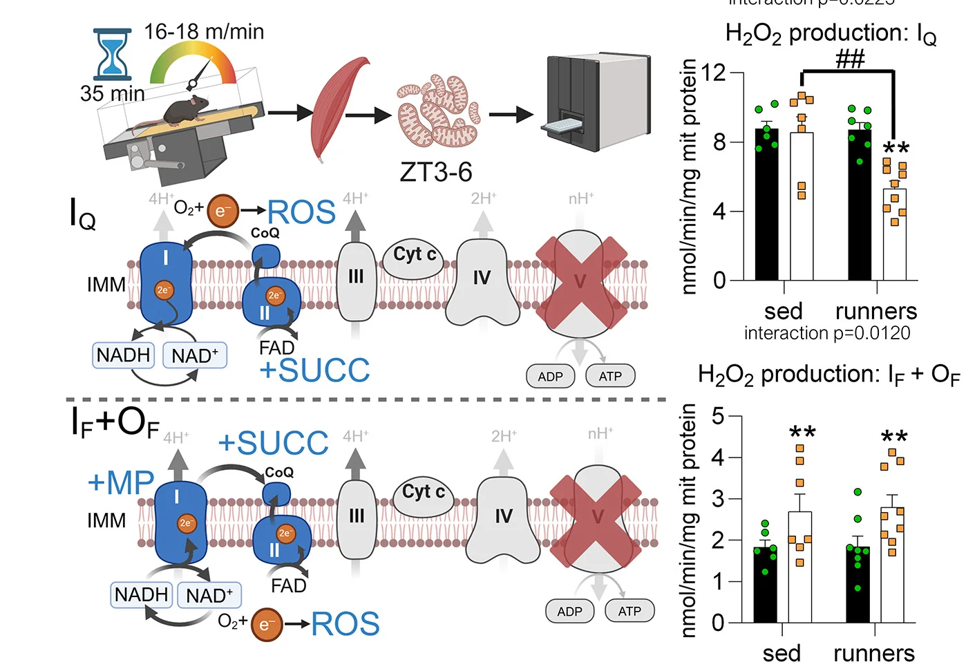 Open access visualization of Workflow, Bar Plot, Hydrogen Peroxide, Muscle Mitochondria, Mice