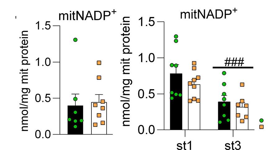 Open access visualization of Bar Plot, Error Bars, Scatter Plot, Mitochondria, NADP+