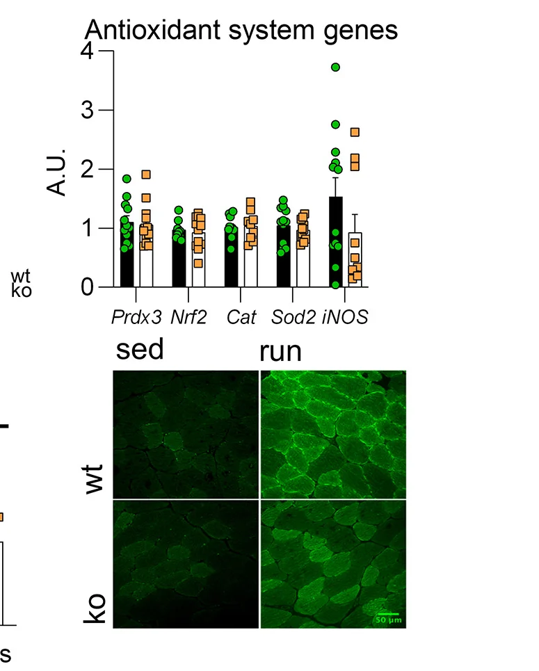 Open access visualization of Microscopy, Bar Plot, Error Bars, Scatter Plot, mRNA Levels