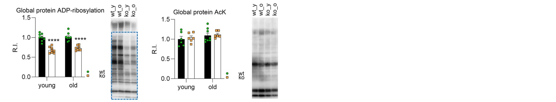 Open access visualization of Bar Plot, Scatter Plot, Error Bars, Gel, Protein ADP-ribosylation