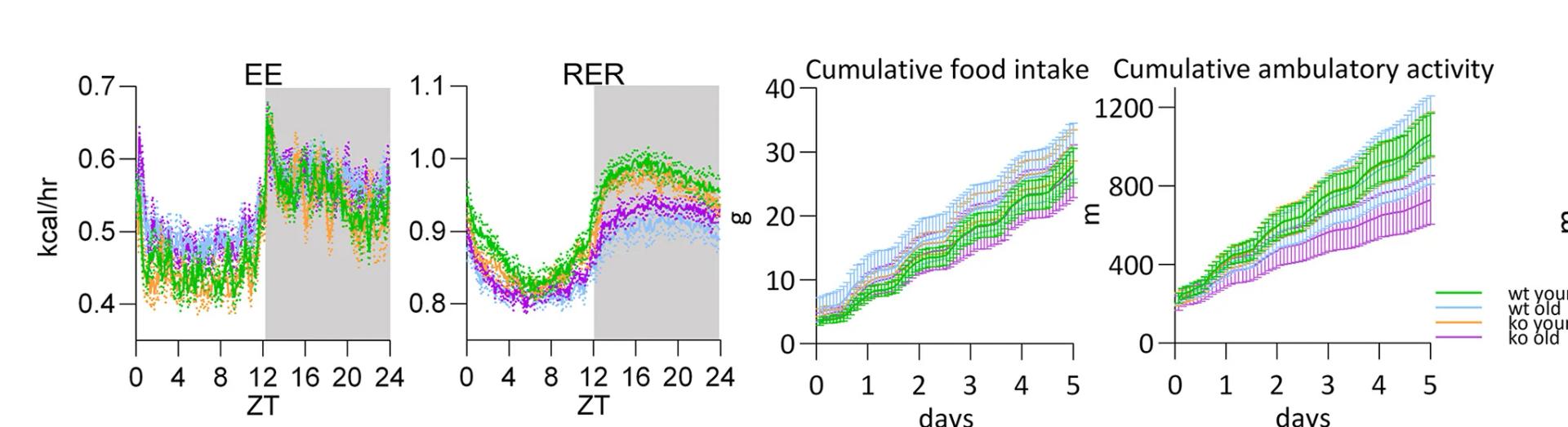 Open access visualization of Line Plot, Error Bars, Energy Expenditure, Respiratory Exchange Ratio, Food Intake