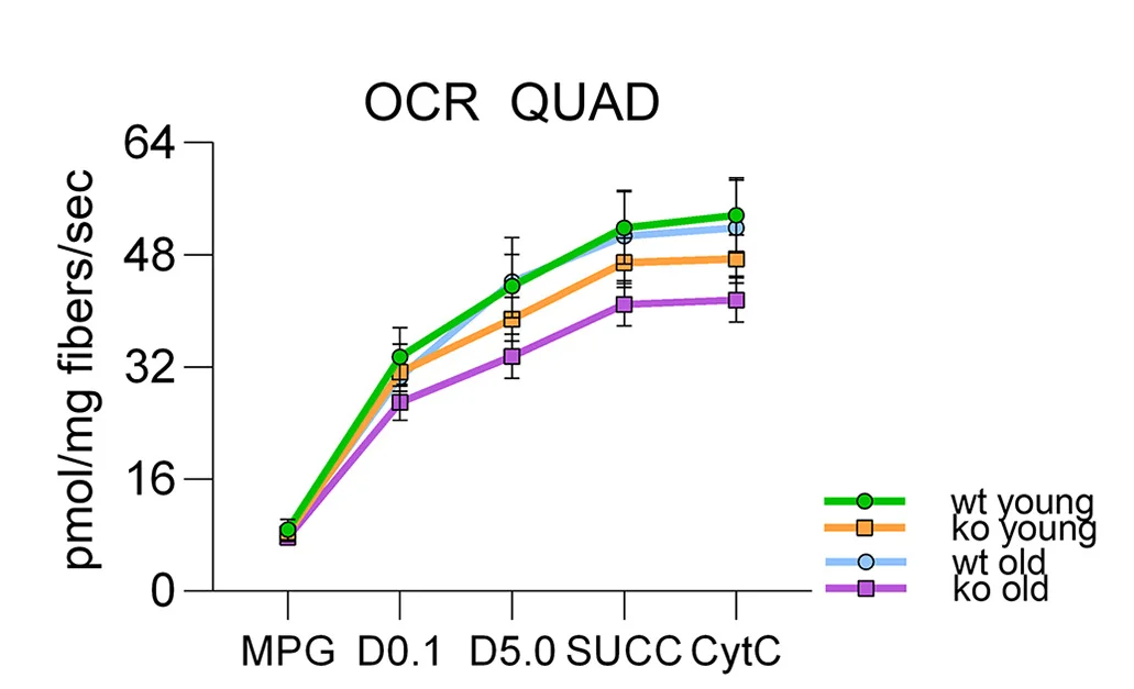 Open access visualization of Line Plot, Error Bars, QUAD Mitochondrial OCR, CI Substrates, CI + II Substrates