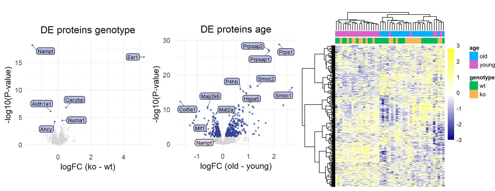 Open access visualization of Scatter Plot, Heatmap, Clustered, Protein DE, Old Mice