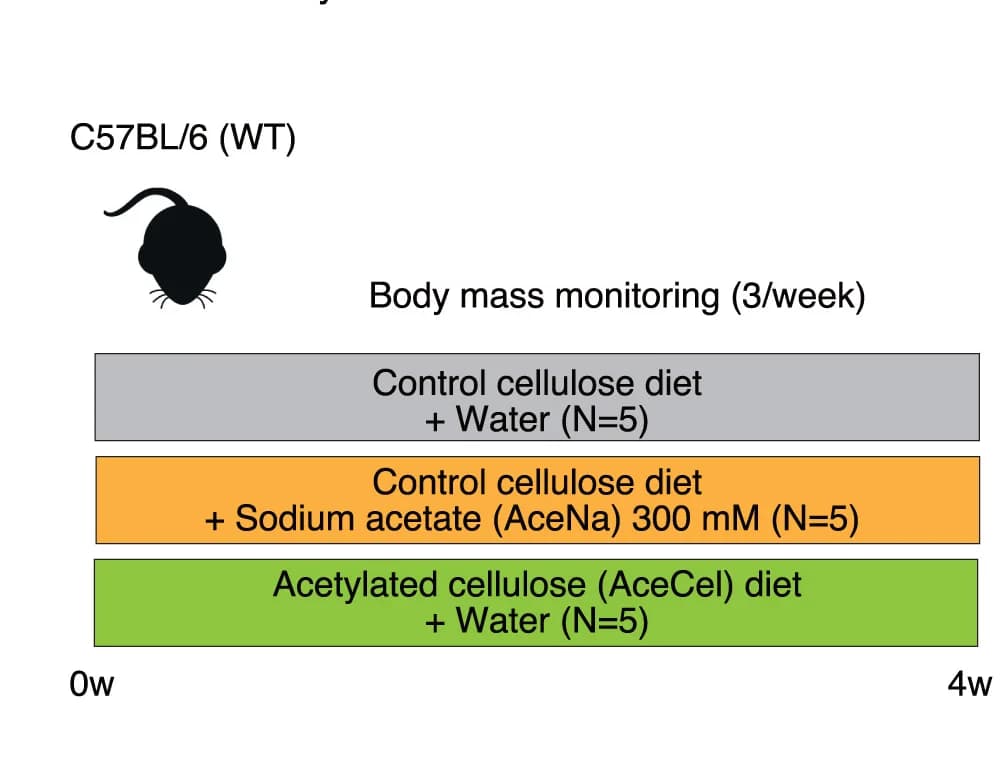 Open access visualization of Workflow, Experimental Design, AceCel, ob/ob Mice