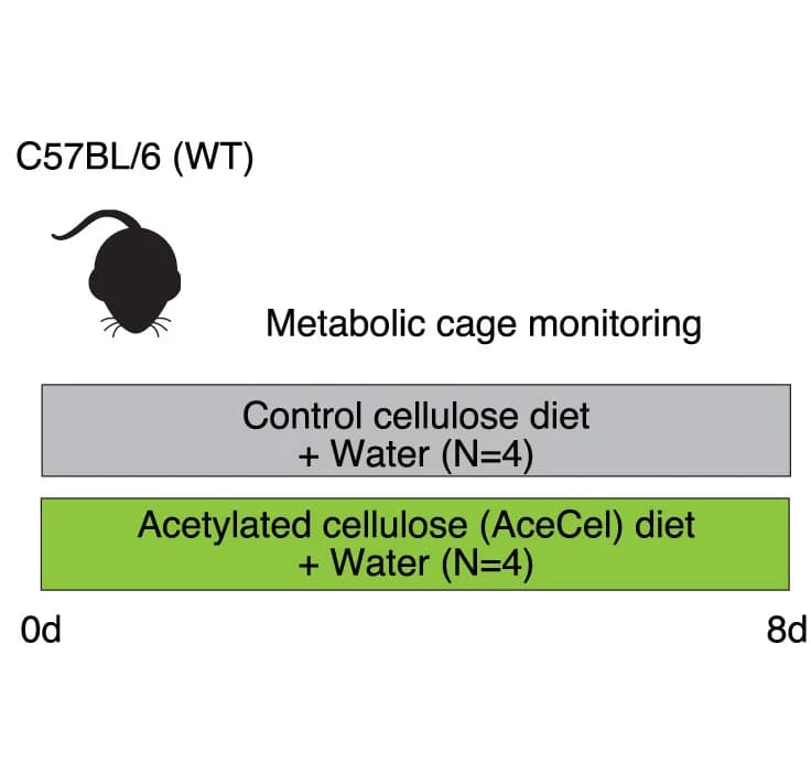 Open access visualization of Workflow, Illustration, Metabolic Cage, Experimental Design