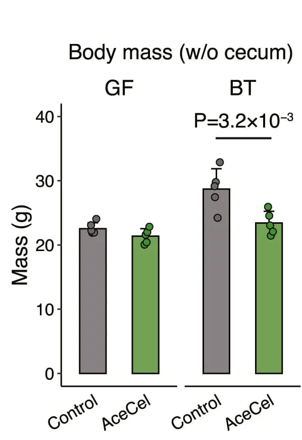 Open access visualization of Bar Plot, Error Bars, Scatter Plot, Body Mass, Cecum Mass