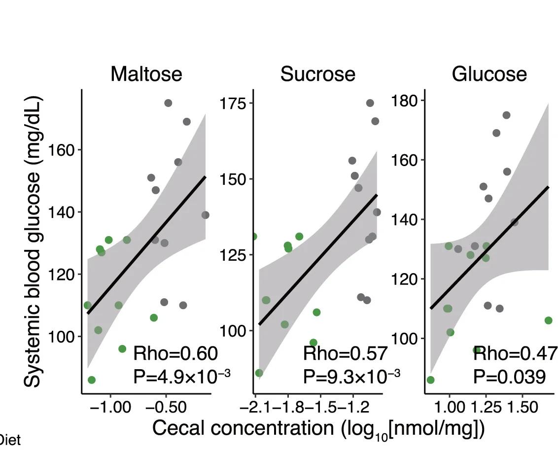 Open access visualization of Scatter Plot, Regression Plot, Spearman’s Correlations, Cecal Carbohydrate Levels, Blood Glucose Levels
