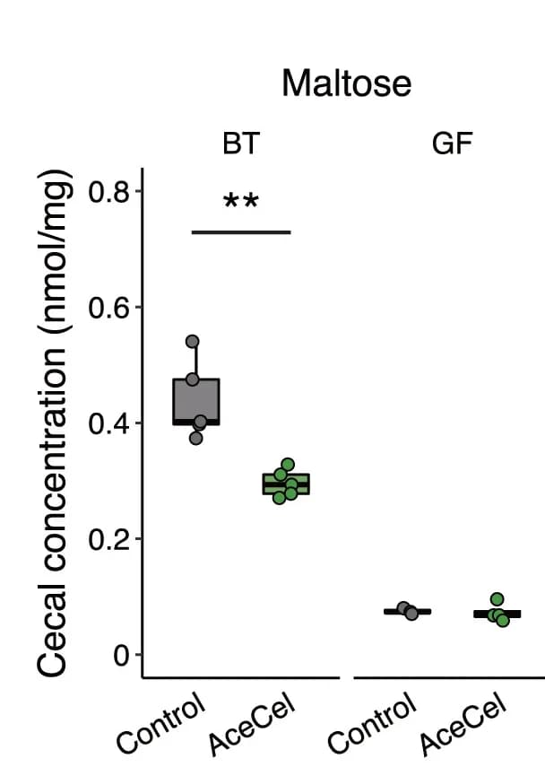 Open access visualization of Box Plot, Scatter Plot, Cecal Levels, Maltose, BT-Monocolonized Mice