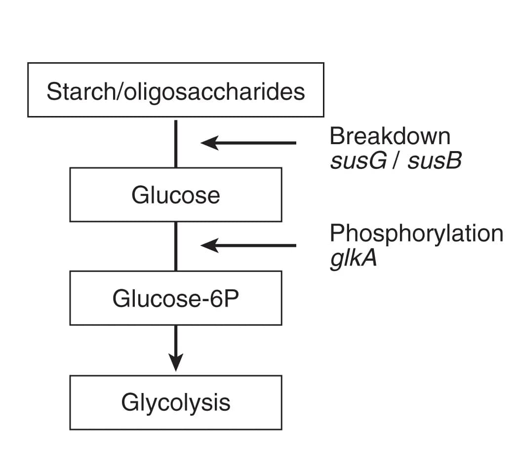 Open access visualization of Workflow, Flowchart, Schematic, Carbohydrate Transport, Carbohydrate Utilization