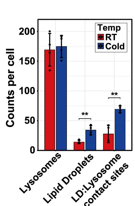 Open access visualization of Bar Plot, Error Bars, Clustered, Lysosomes, Lipid Droplets