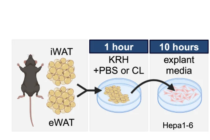 Open access visualization of Workflow, Illustration, Experimental Design, Cold Exposure, Hepa 1-6 Cells