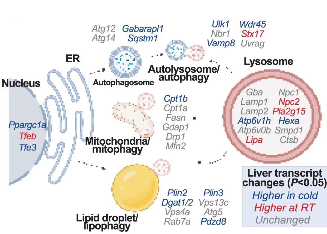 Open access visualization of Illustration, Workflow, Lysosomal Activities, Associated Genes, qPCR