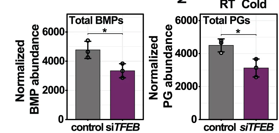 Open access visualization of Bar Plot, Error Bars, BMP Lipids, PG Lipids, Hepa 1–6 Cells