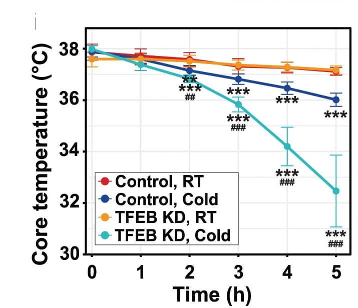 Open access visualization of Line Plot, Error Bars, Core Body Temperature, Rectal Probe, TFEB Knockdown