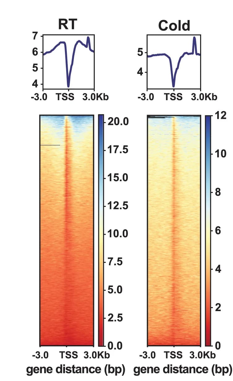 Open access visualization of Heatmap, Line Plot, Transcription Start Site, Heatmaps, TFEB Binding