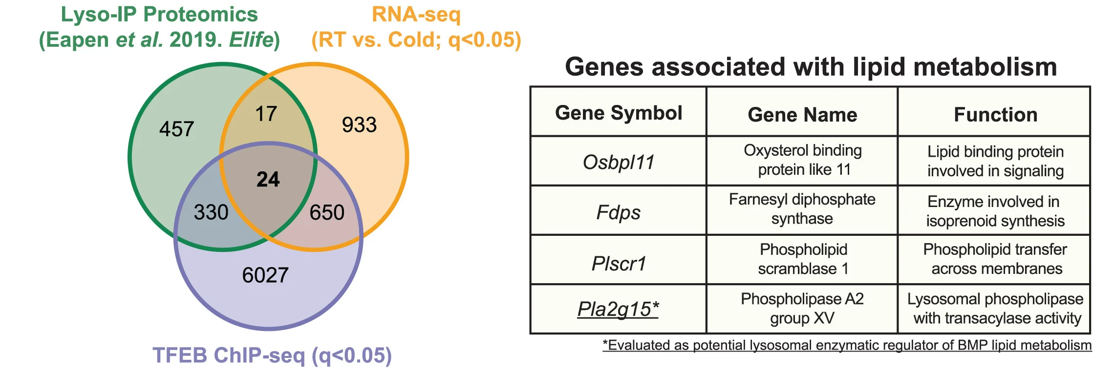 Open access visualization of Venn Diagram, Table Image, Lysosomal Proteins, TFEB ChIP-seq, Gene Expression