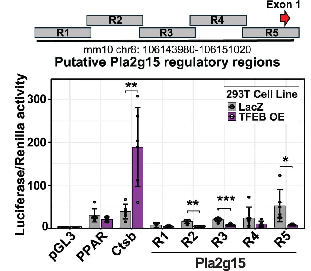 Open access visualization of Bar Plot, Error Bars, Clustered, Pla2g15, Regulatory Regions
