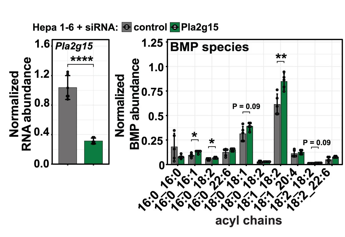 Open access visualization of Bar Plot, Error Bars, Clustered, Gene Expression, Pla2g15