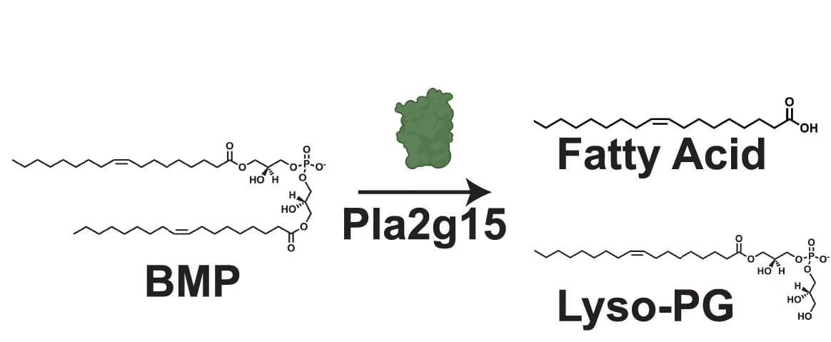 Open access visualization of Chemical Structure, Illustration, Workflow, Pla2g15, BMP Lipids
