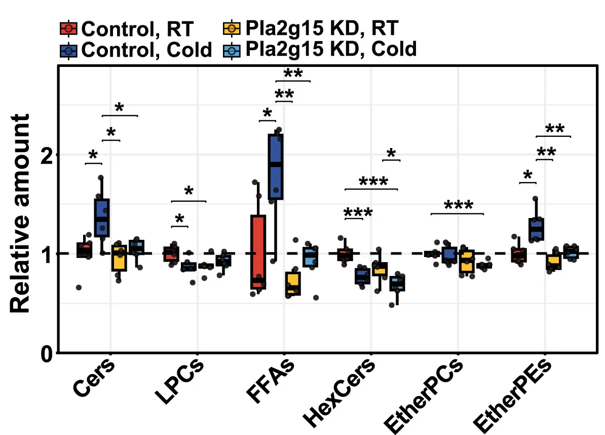 Open access visualization of Box Plot, Scatter Plot, Lipid Abundance, Liver, Lipidomics