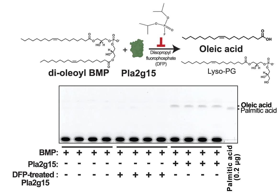 Open access visualization of Gel, Workflow, Illustration, Liposome, PLA2G15