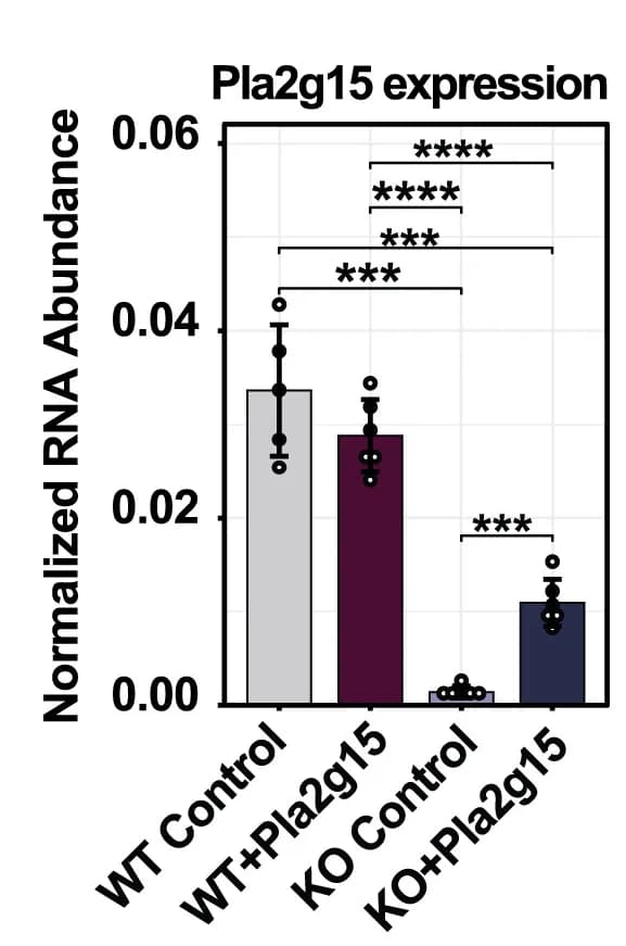Open access visualization of Bar Plot, Error Bars, Pla2g15, Gene Expression, Pla2g15 KO