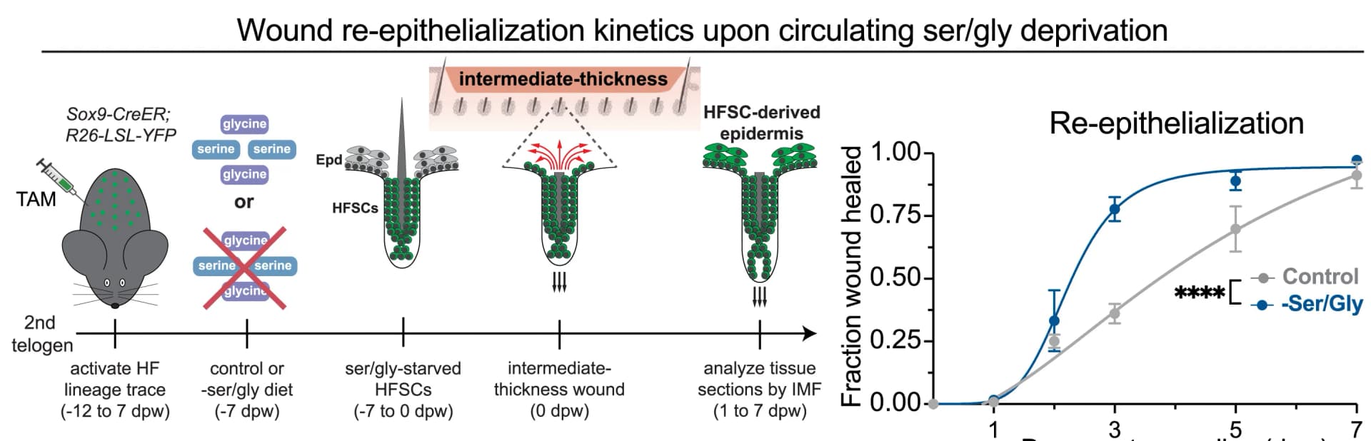 Open access visualization of Line Plot, Error Bars, Wound Healing, Epidermis, Hair Follicle