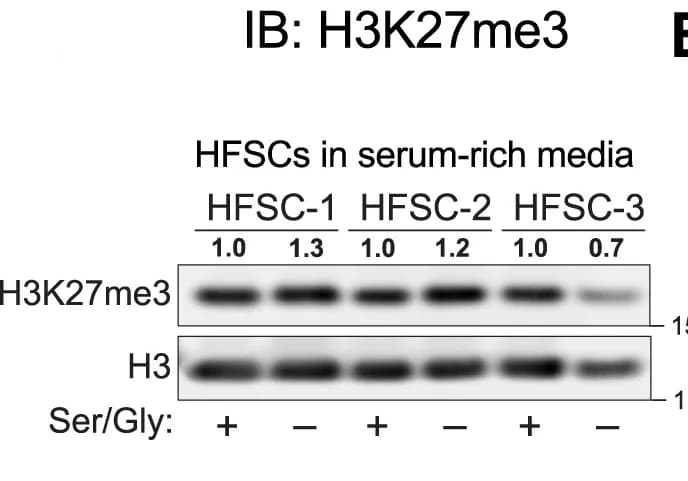 Open access visualization of Gel, H3K27me3 Levels, HFSC Lines, Western Blot