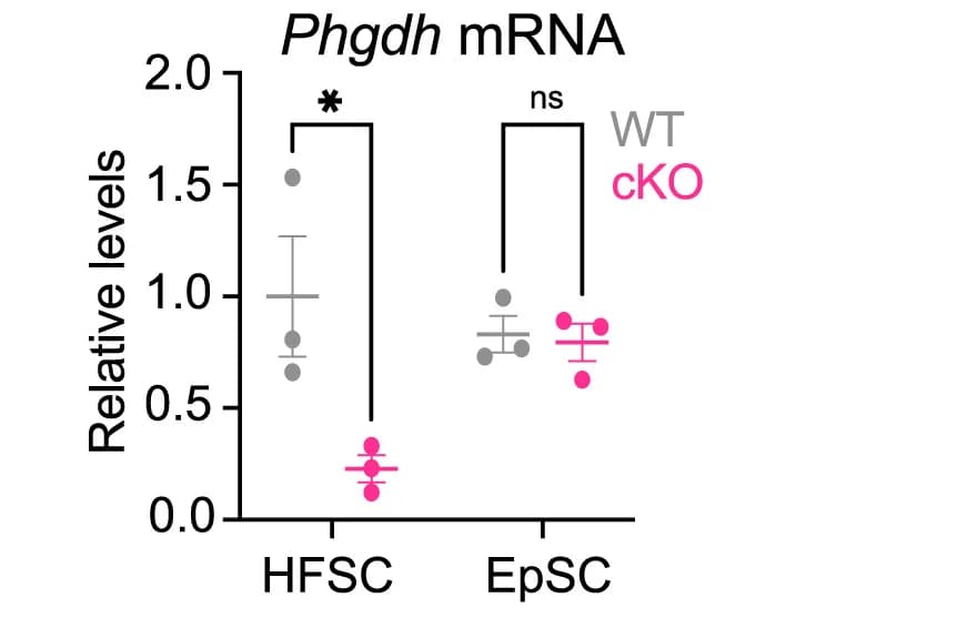 Open access visualization of Scatter Plot, Error Bars, qRT-PCR, Phgdh mRNA, Skin Stem Cells