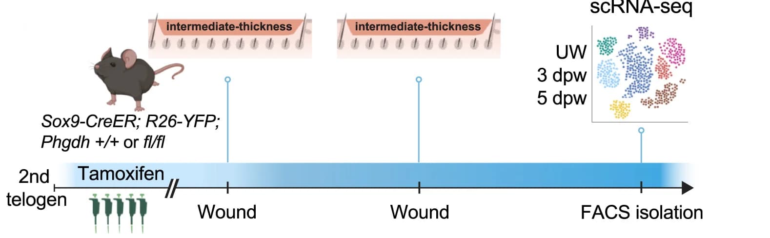 Open access visualization of Workflow, Scatter Plot, scRNA-seq, Hashing, Experimental Design
