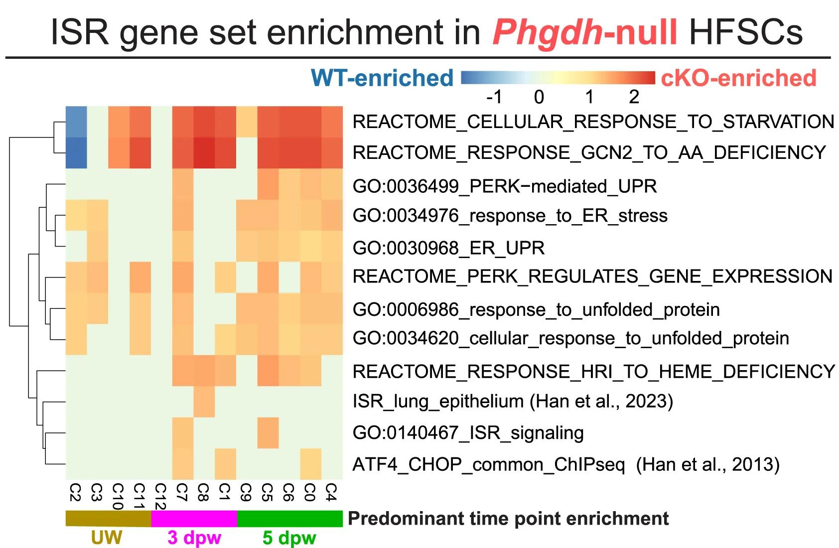 Open access visualization of Heatmap, Clustered, HFSC, Progeny, Gene Set Enrichment