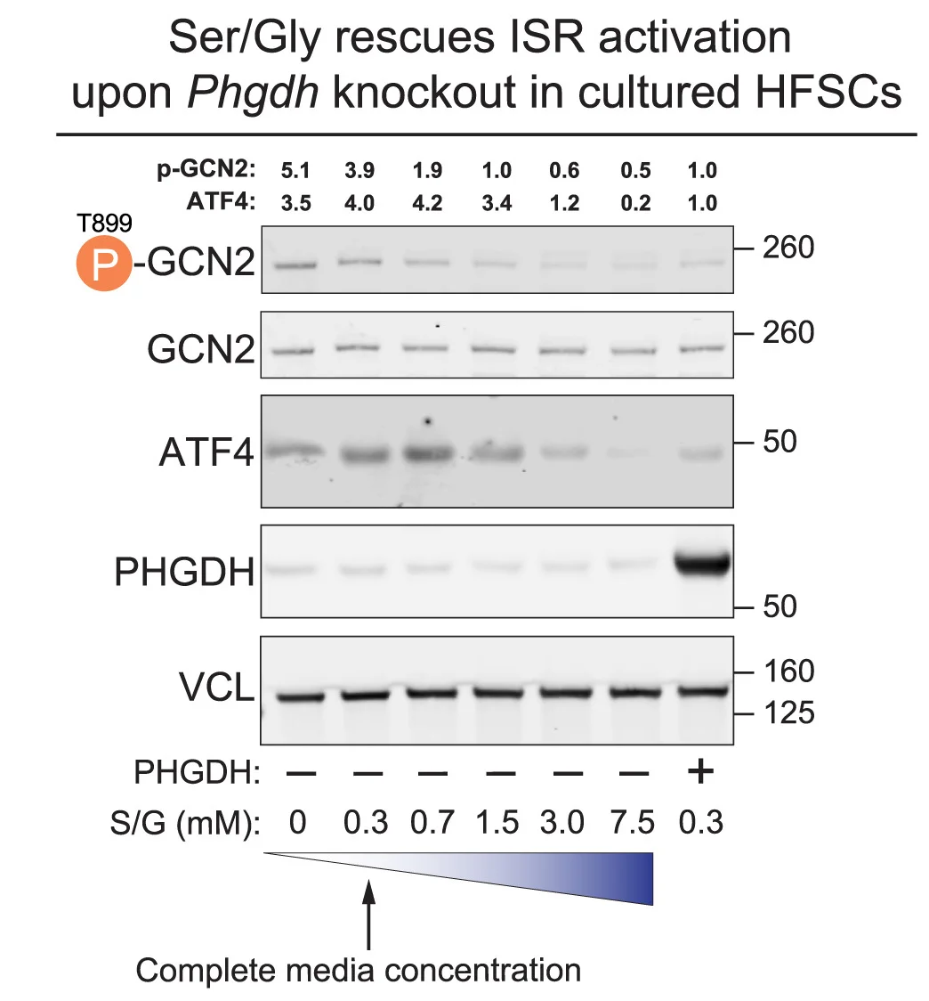 Open access visualization of Gel, Western Blot, GCN2-Pi, GCN2, ATF4