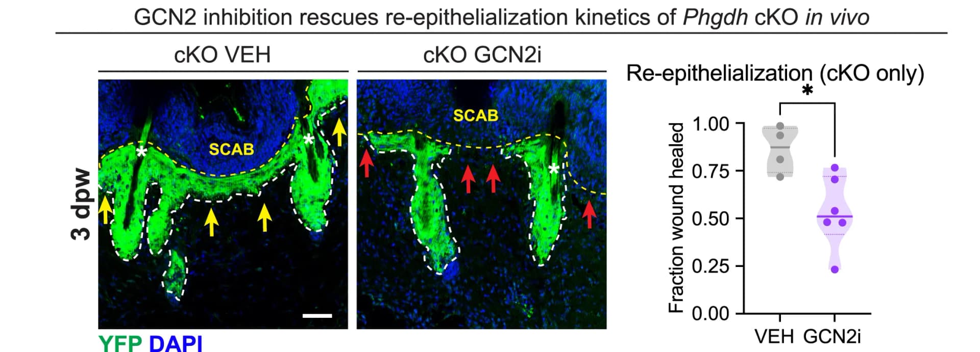 Open access visualization of Violin Plot, IMF Images, GCN2i Experiment, Re-epithelialization, Student's t-test