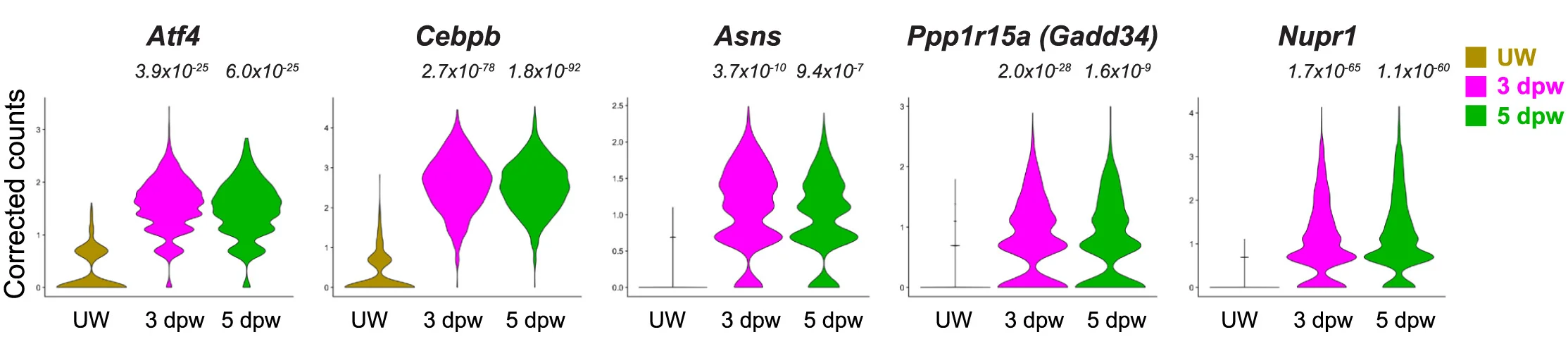 Open access visualization of Violin Plot, Box Plot, ISR Genes, Violin Plots, Genotype